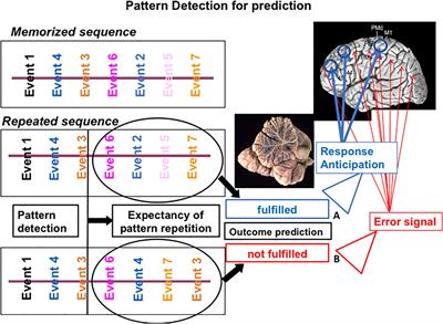 The Implementation of Predictions During Sequencing